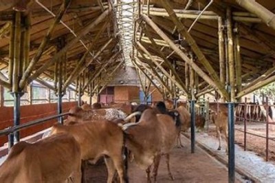 Give this stray Cows to a  happy life