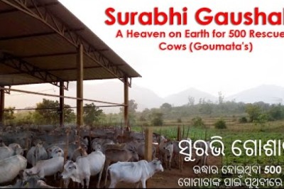 Surabhi Gaushala, a Heaven on Earth for 500 Rescued Cows