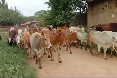 ଲରିଆପାଲି ଗାଁର ଦୃଶ୍ୟ